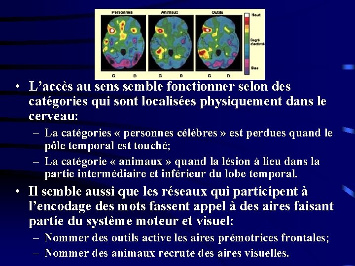  • L’accès au sens semble fonctionner selon des catégories qui sont localisées physiquement