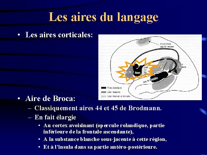 Les aires du langage • Les aires corticales: • Aire de Broca: – Classiquement