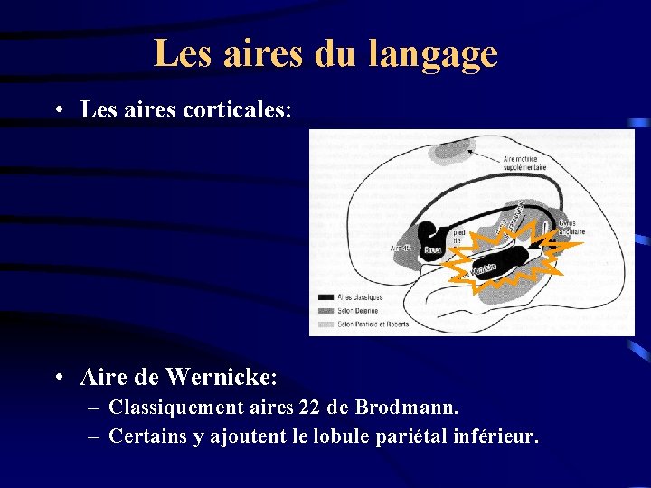 Les aires du langage • Les aires corticales: • Aire de Wernicke: – Classiquement