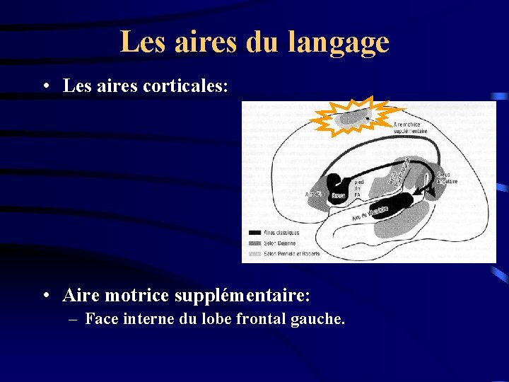 Les aires du langage • Les aires corticales: • Aire motrice supplémentaire: – Face