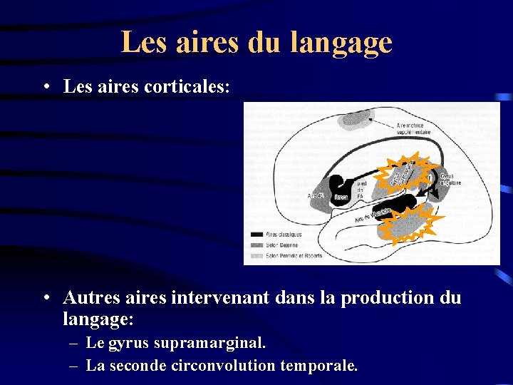 Les aires du langage • Les aires corticales: • Autres aires intervenant dans la