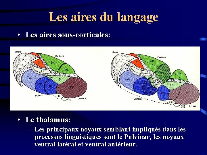 Les aires du langage • Les aires sous-corticales: • Le thalamus: – Les principaux