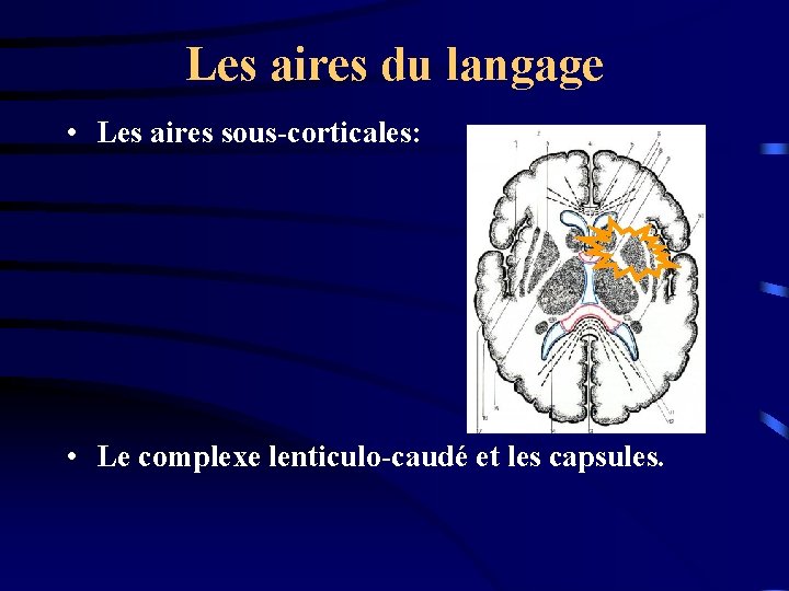 Les aires du langage • Les aires sous-corticales: • Le complexe lenticulo-caudé et les