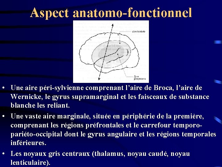 Aspect anatomo-fonctionnel • Une aire péri-sylvienne comprenant l’aire de Broca, l’aire de Wernicke, le