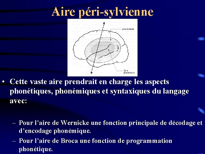 Aire péri-sylvienne • Cette vaste aire prendrait en charge les aspects phonétiques, phonémiques et