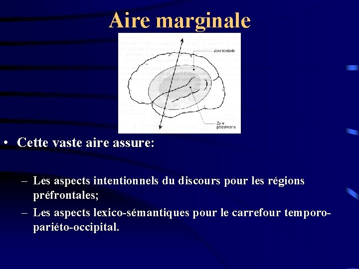 Aire marginale • Cette vaste aire assure: – Les aspects intentionnels du discours pour