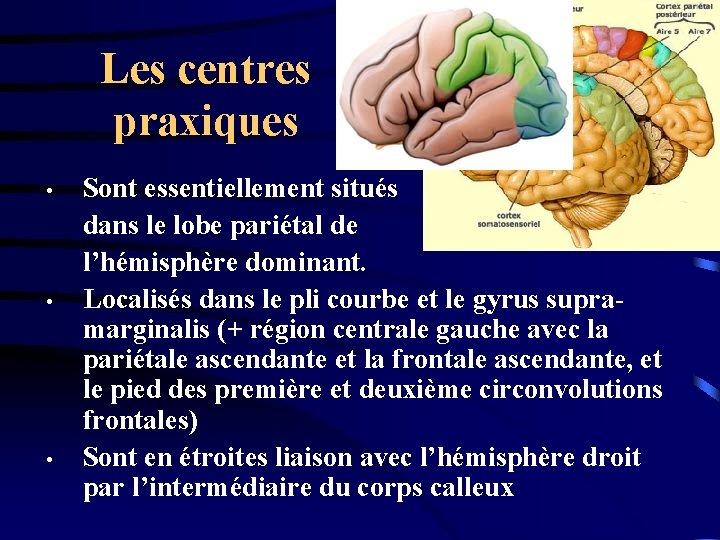 Les centres praxiques • • • Sont essentiellement situés dans le lobe pariétal de