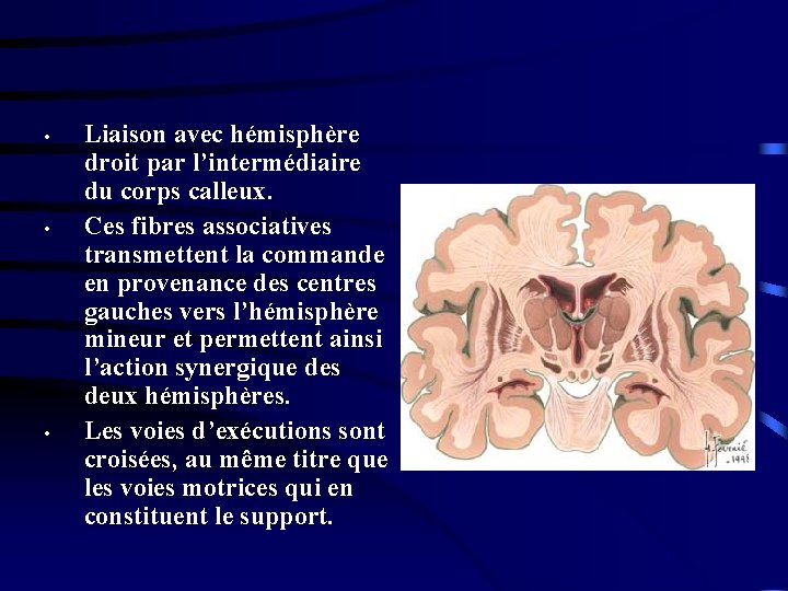  • • • Liaison avec hémisphère droit par l’intermédiaire du corps calleux. Ces