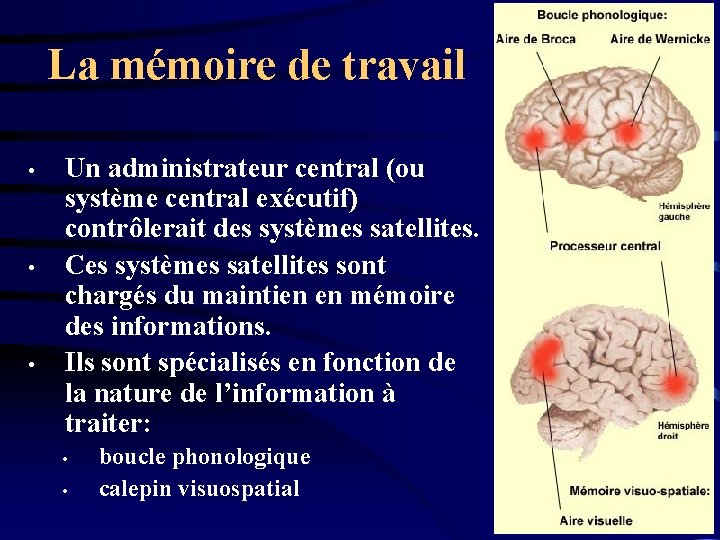 La mémoire de travail • • • Un administrateur central (ou système central exécutif)