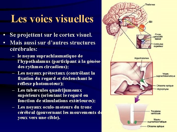 Les voies visuelles • Se projettent sur le cortex visuel. • Mais aussi sur
