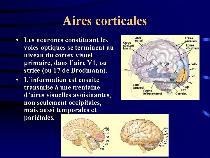 Aires corticales • Les neurones constituant les voies optiques se terminent au niveau du
