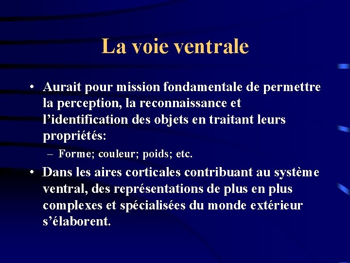 La voie ventrale • Aurait pour mission fondamentale de permettre la perception, la reconnaissance