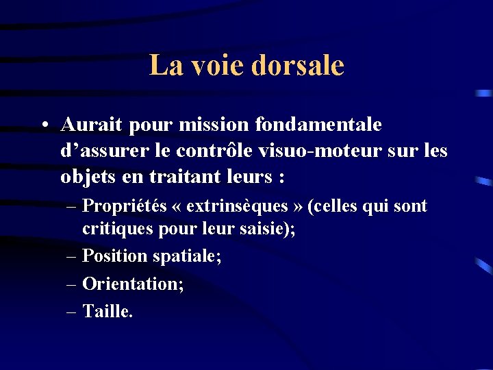 La voie dorsale • Aurait pour mission fondamentale d’assurer le contrôle visuo-moteur sur les