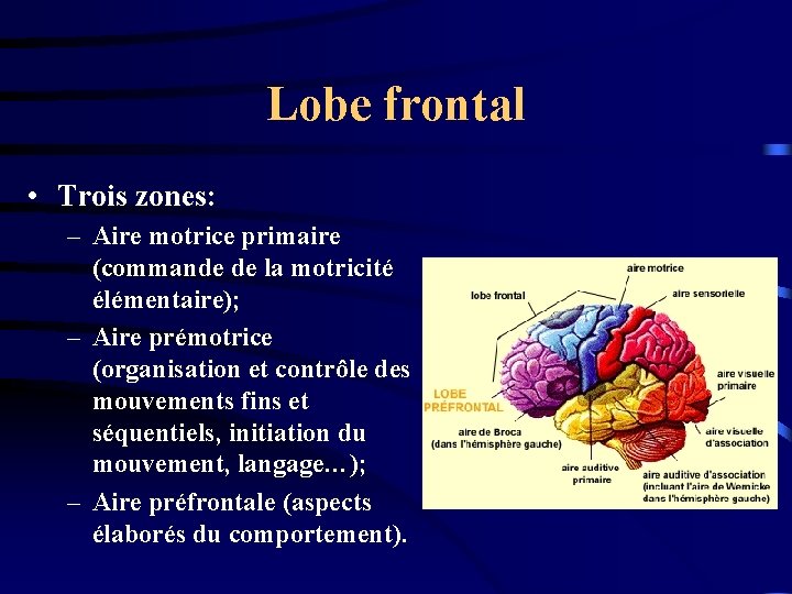 Lobe frontal • Trois zones: – Aire motrice primaire (commande de la motricité élémentaire);