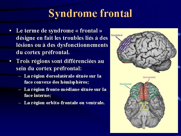Syndrome frontal • Le terme de syndrome « frontal » désigne en fait les