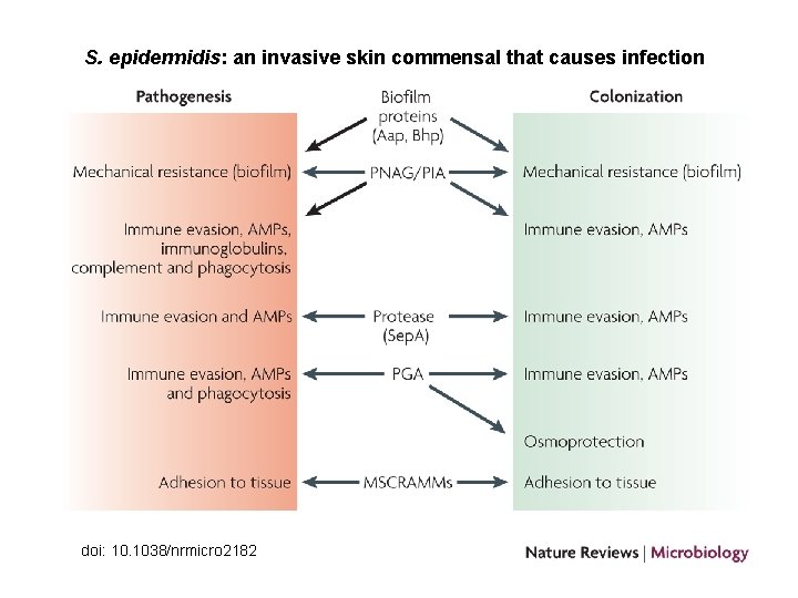 S. epidermidis: an invasive skin commensal that causes infection doi: 10. 1038/nrmicro 2182 