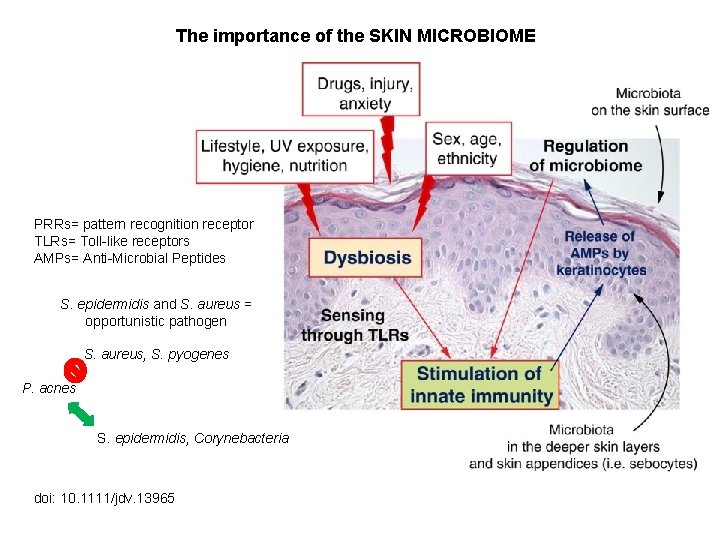 The importance of the SKIN MICROBIOME PRRs= pattern recognition receptor TLRs= Toll-like receptors AMPs=