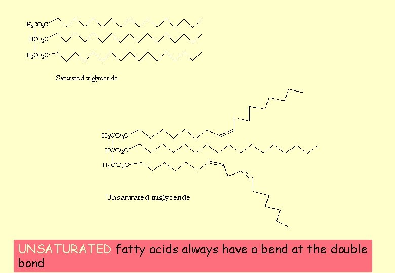UNSATURATED fatty acids always have a bend at the double bond 