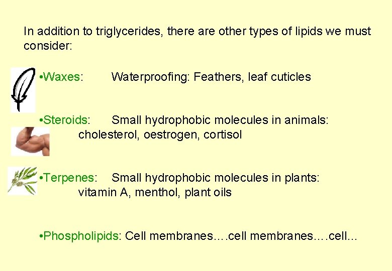 In addition to triglycerides, there are other types of lipids we must consider: •