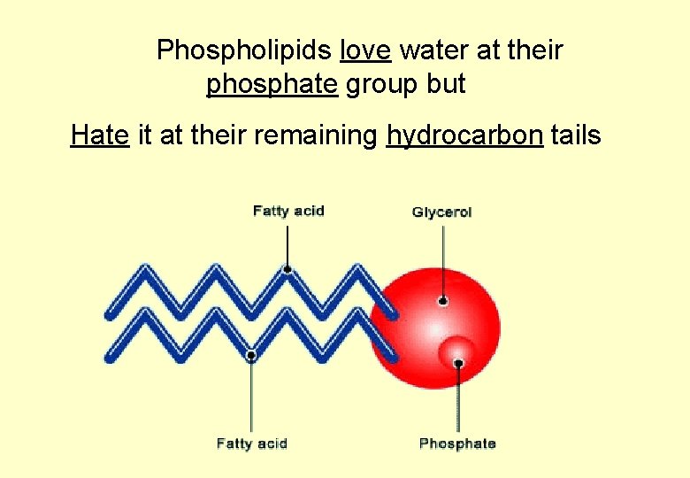 Phospholipids love water at their phosphate group but Hate it at their remaining hydrocarbon