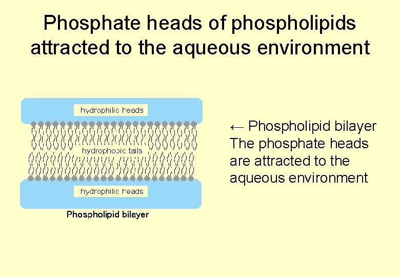 Phosphate heads of phospholipids attracted to the aqueous environment ← Phospholipid bilayer The phosphate