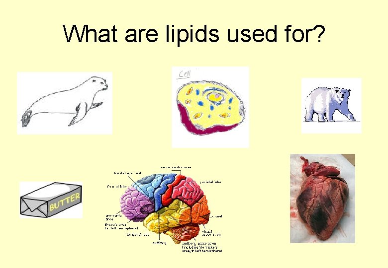 What are lipids used for? 