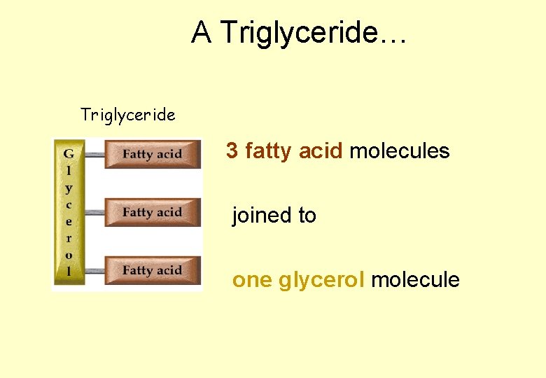 A Triglyceride… Triglyceride 3 fatty acid molecules joined to one glycerol molecule 