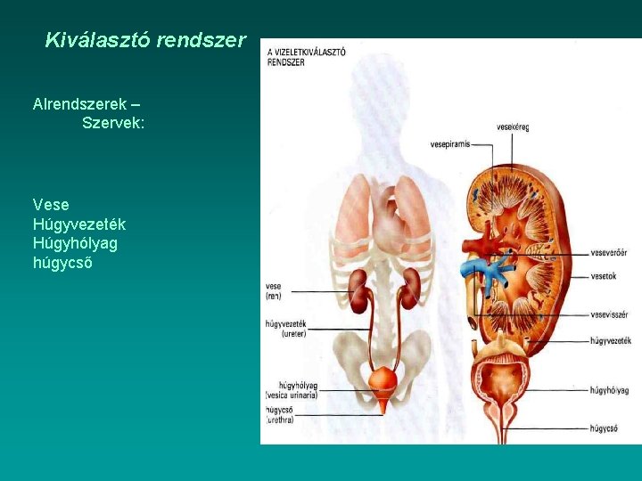 Kiválasztó rendszer Alrendszerek – Szervek: Vese Húgyvezeték Húgyhólyag húgycső 