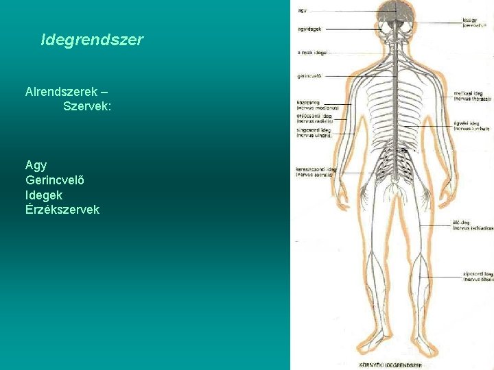 Idegrendszer Alrendszerek – Szervek: Agy Gerincvelő Idegek Érzékszervek 