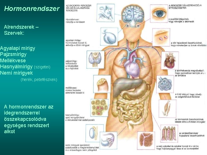 Hormonrendszer Alrendszerek – Szervek: Agyalapi mirigy Pajzsmirigy Mellékvese Hasnyálmirigy (szigetei) Nemi mirigyek (herék, petefészkek)