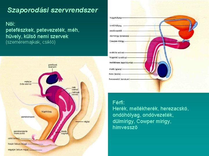 Szaporodási szervrendszer Női: petefészkek, petevezeték, méh, hüvely, külső nemi szervek (szeméremajkak, csikló) Férfi: Herék,