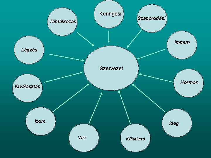 Keringési Táplálkozás Szaporodási Immun Légzés Szervezet Hormon Kiválasztás Izom Ideg Váz Kültakaró 