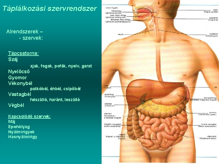 Táplálkozási szervrendszer Alrendszerek – - szervek: Tápcsatorna: Száj ajak, fogak, pofák, nyelv, garat Nyelőcső