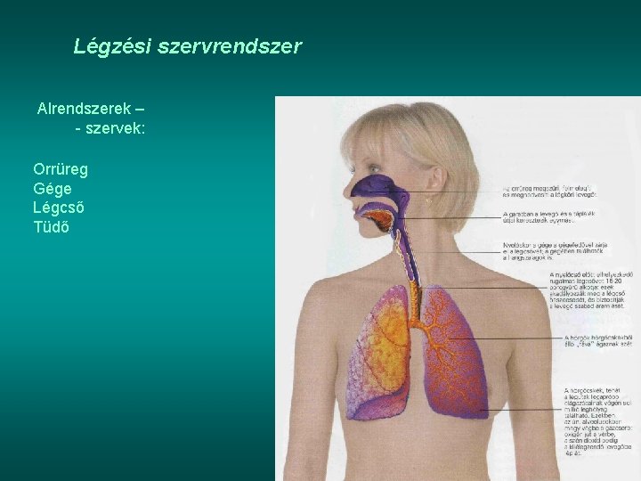 Légzési szervrendszer Alrendszerek – - szervek: Orrüreg Gége Légcső Tüdő 