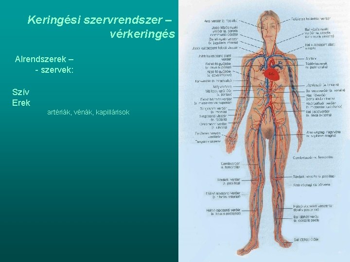 Keringési szervrendszer – vérkeringés Alrendszerek – - szervek: Szív Erek artériák, vénák, kapillárisok 