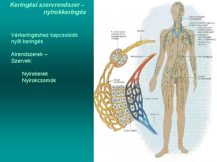 Keringési szervrendszer – nyirokkeringés Vérkeringéshez kapcsolódó nyílt keringés Alrendszerek – Szervek: Nyirokerek Nyirokcsomók 