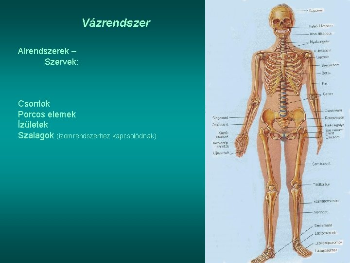 Vázrendszer Alrendszerek – Szervek: Csontok Porcos elemek Ízületek Szalagok (izomrendszerhez kapcsolódnak) 