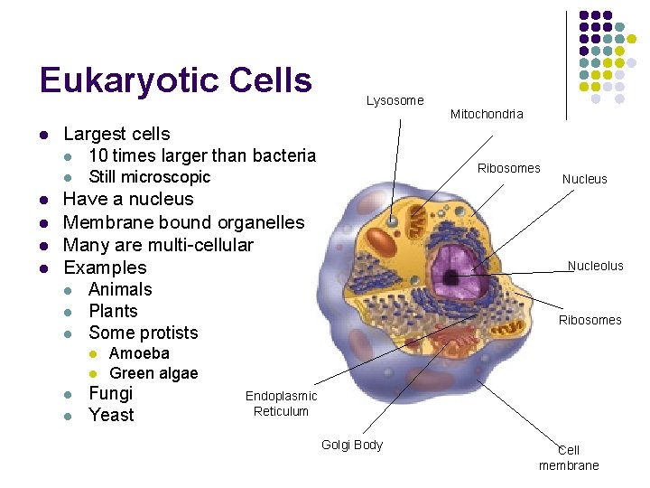Eukaryotic Cells l Largest cells l 10 times larger than bacteria l l l