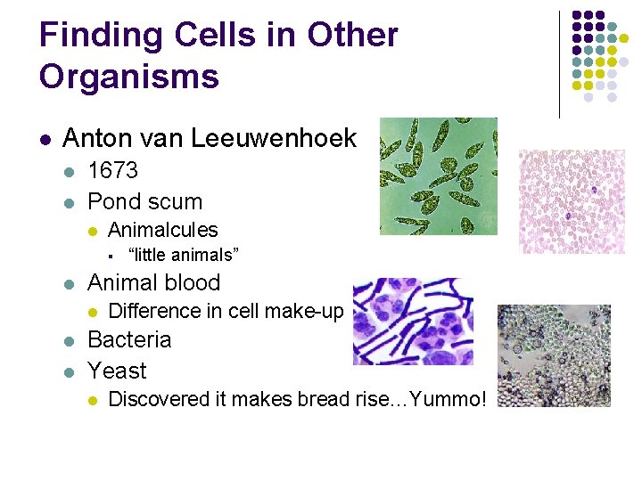 Finding Cells in Other Organisms l Anton van Leeuwenhoek l l 1673 Pond scum