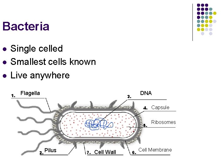 Bacteria l l l Single celled Smallest cells known Live anywhere Flagella DNA Capsule