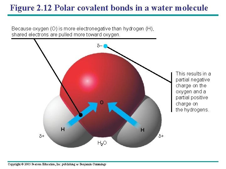Figure 2. 12 Polar covalent bonds in a water molecule Because oxygen (O) is