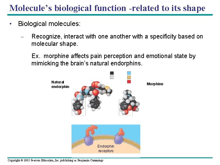 Molecule’s biological function -related to its shape • Biological molecules: – Recognize, interact with