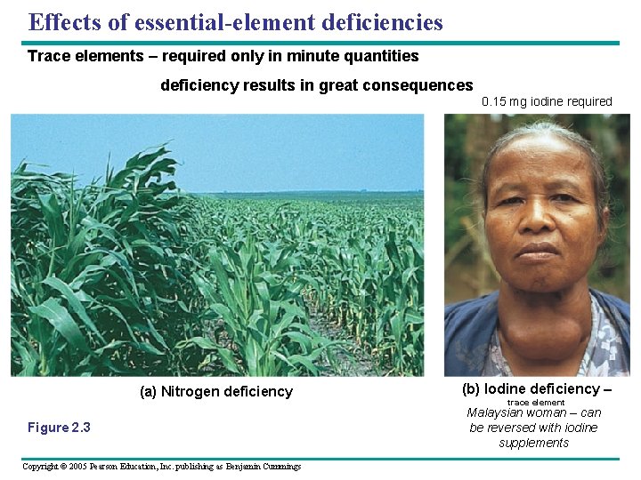 Effects of essential-element deficiencies Trace elements – required only in minute quantities deficiency results