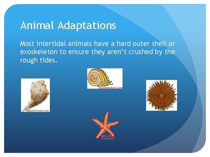 Animal Adaptations Most intertidal animals have a hard outer shell or exoskeleton to ensure