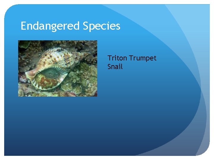 Endangered Species Triton Trumpet Snail 