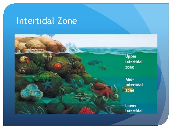 Intertidal Zone 