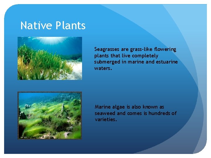 Native Plants Seagrasses are grass-like flowering plants that live completely submerged in marine and