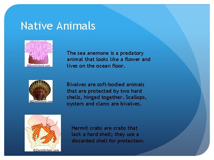 Native Animals The sea anemone is a predatory animal that looks like a flower