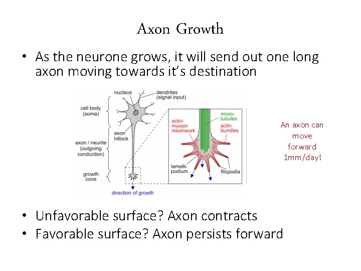 Axon Growth • As the neurone grows, it will send out one long axon