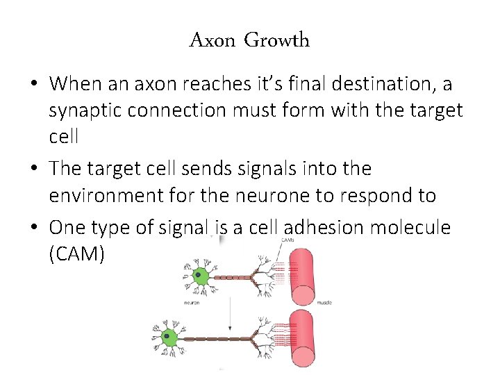 Axon Growth • When an axon reaches it’s final destination, a synaptic connection must